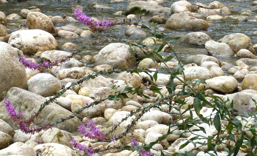 Gole dell''Orta 3 - Lythrum salicaria